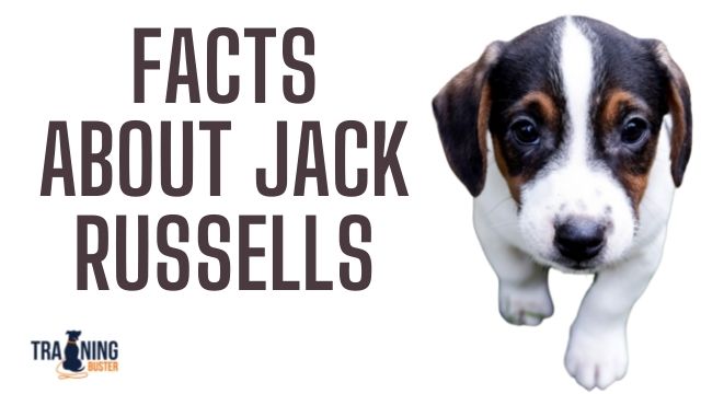 Interesting facts about Jack Russells