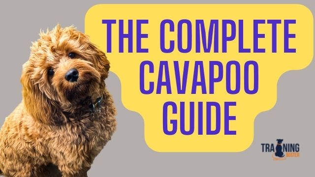 Complete Cavapoo Guide: Must Read Facts