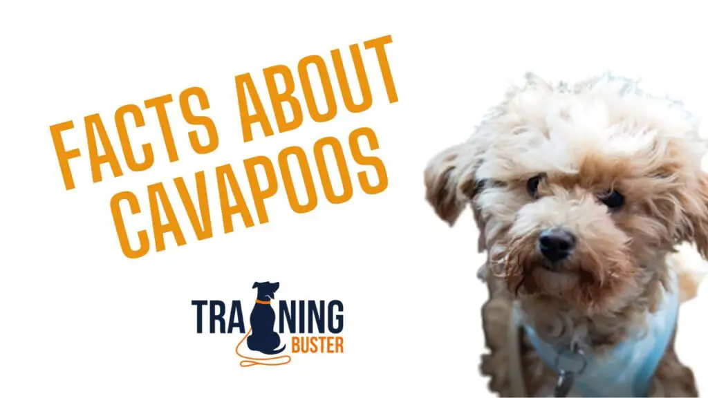 Interesting Facts About Cavapoos