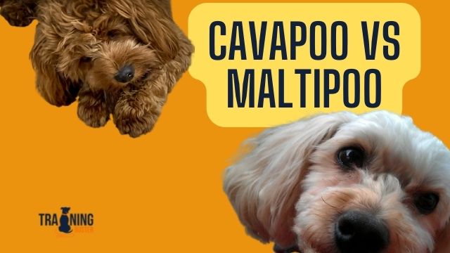 Cavapoo vs Maltipoo