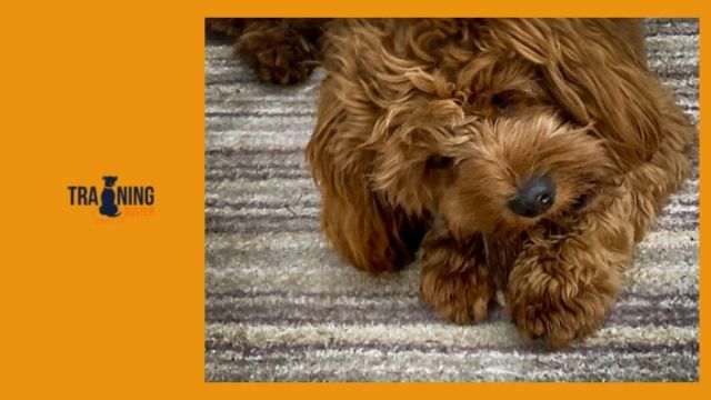 What does the Cavapoo look like?