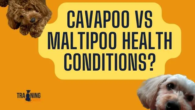 Cavapoo vs Maltipoo Health: Are they Prone to Health Conditions?