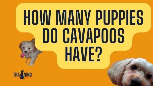 how many puppies are in a cavapoo litter