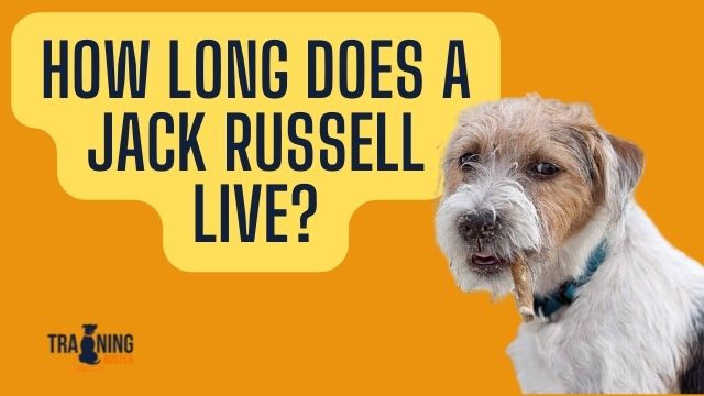 How Long Does a Jack Russell Live?