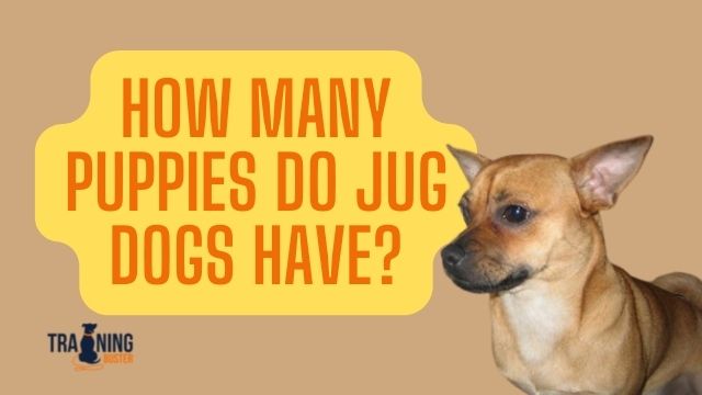 How many puppies do Jug dogs have?