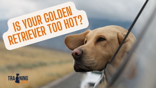 is your golden retriever too hot?