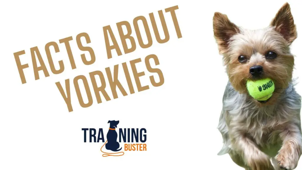 Interesting Facts About Yorkies