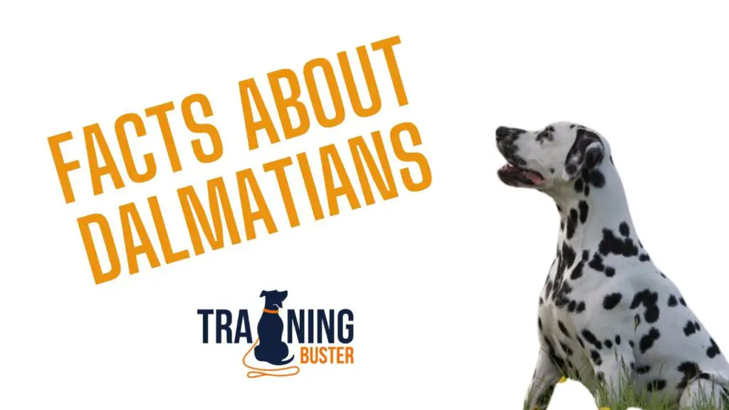 Interesting facts about Dalmatians