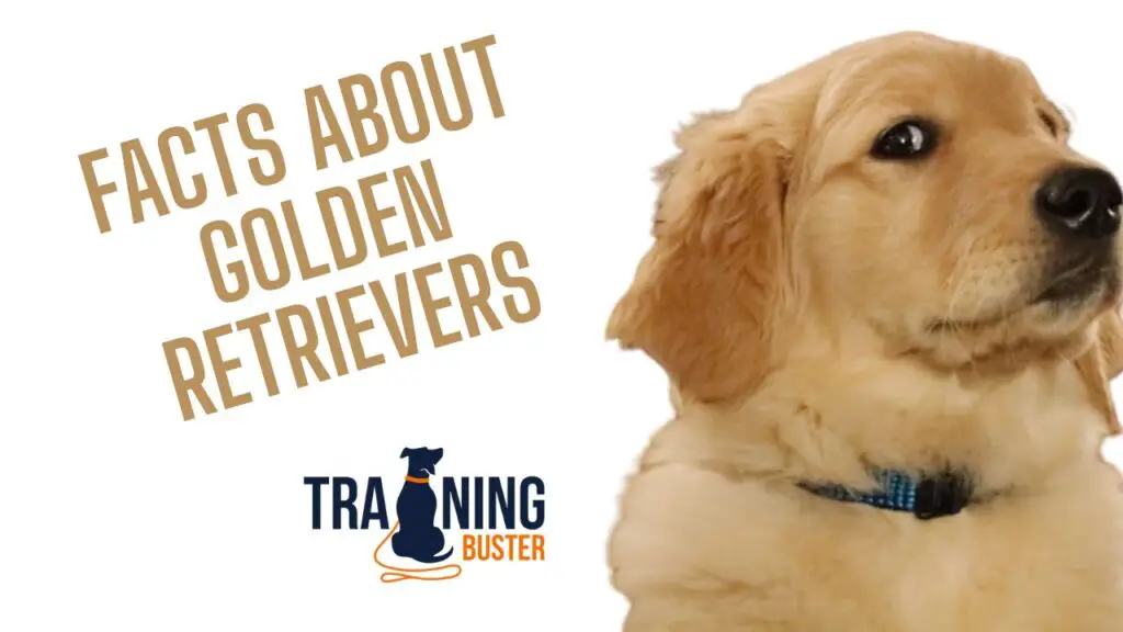 Interesting facts about Golden Retrievers