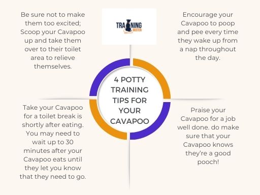 Potty training tips for your Cavapoo
