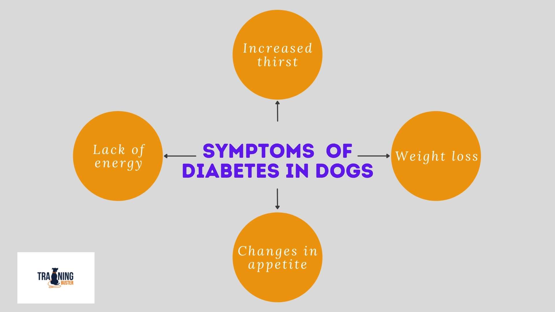 Complete Cavapoo Guide Statistics and Facts