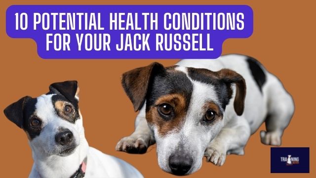 10 Potential Health Conditions for Your Jack Russell