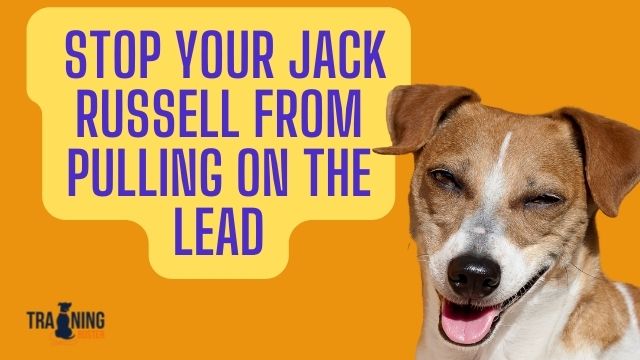 How to Stop Your Jack Russell from Pulling on The Lead