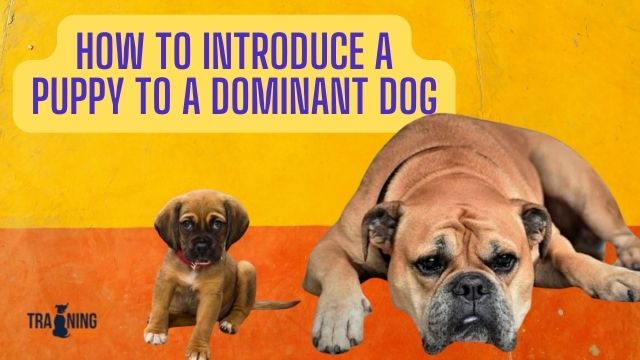 How to introduce a puppy to a dominant dog