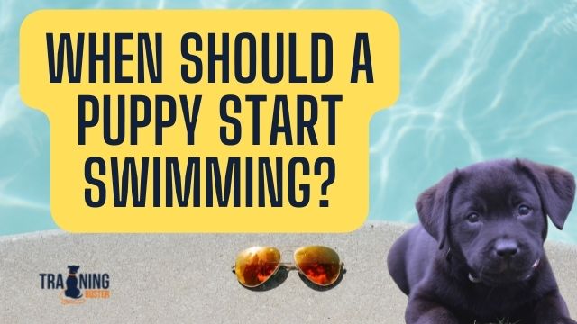 When should a puppy start swimming?