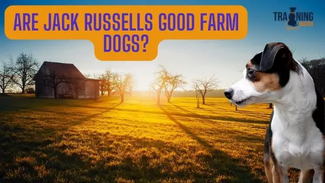 Are Jack Russells Good Farm Dogs