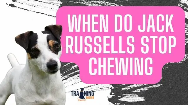 When do Jack Russells stop chewing