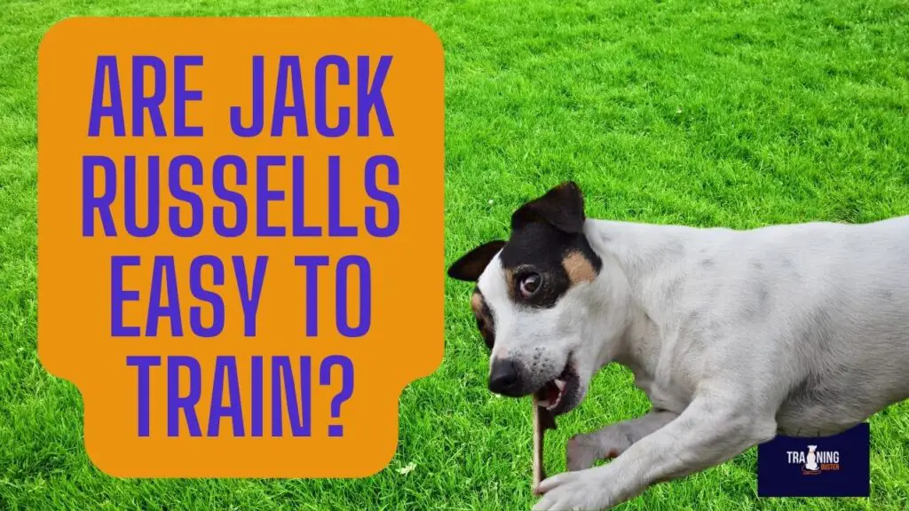 Are Jack Russells Easy to Train?