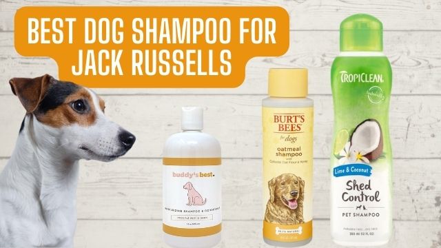 Buddy’s Best, Natural Dog Shampoo and Conditioner in One