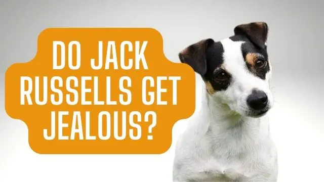 Do Jack Russells get jealous?