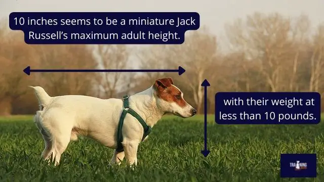 How big does a miniature Jack Russell grow?