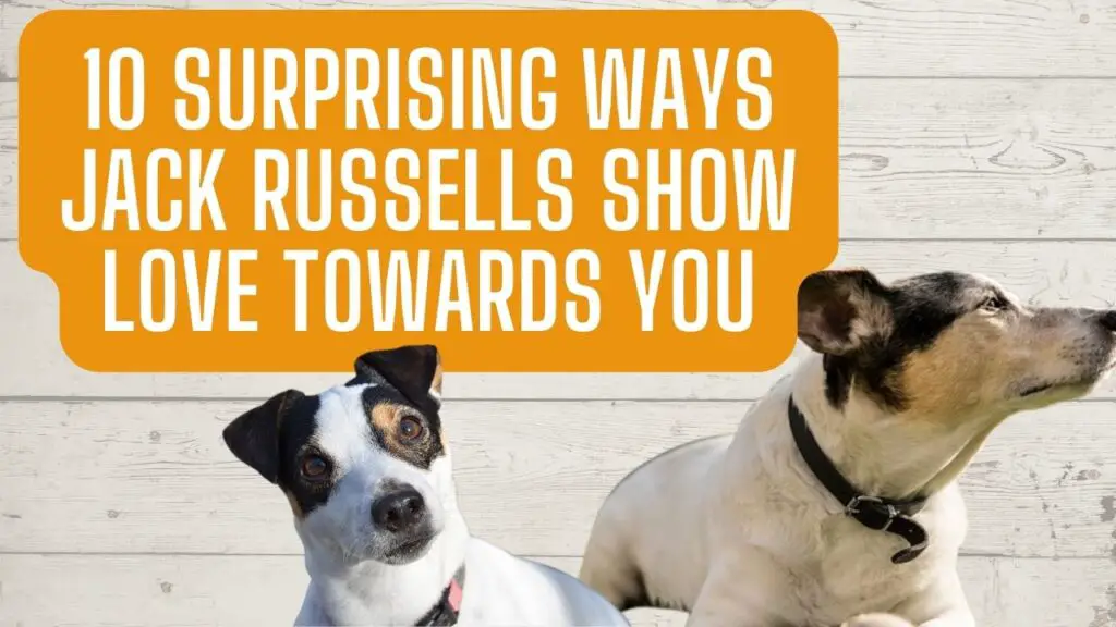 10 Surprising Ways Jack Russells Show Love Towards You