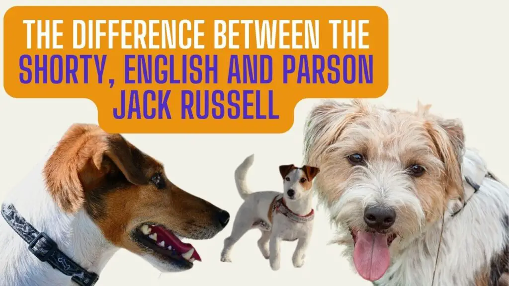 The difference between the Shorty, English and Parson Jack Russell