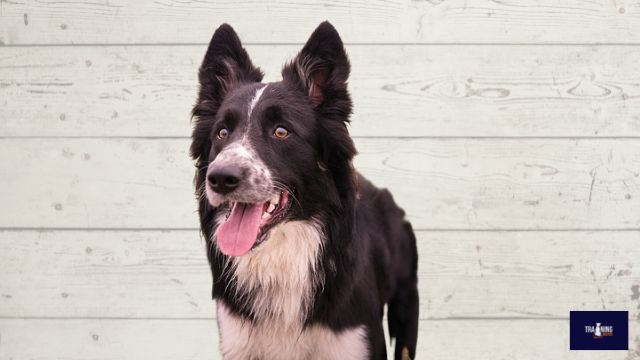 Border Collies