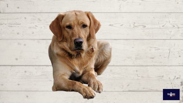 Labradors dogs training buster