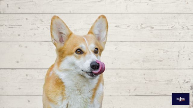 Pembroke Welsh Corgi