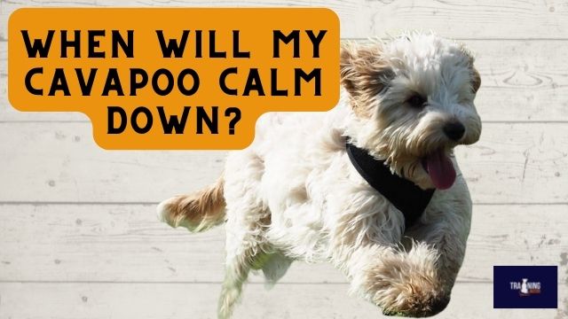 When Will my Cavapoo Calm Down?