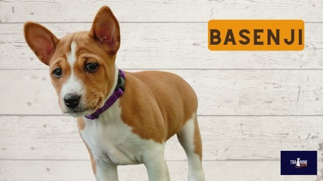 What breed is similar to a Jack Russell Basenji