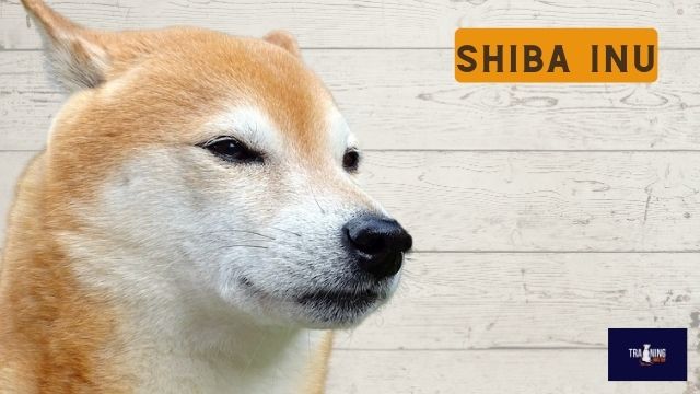 What breed is similar to a Jack Russell? Shiba Inu