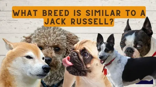 What breed is similar to a Jack Russell?