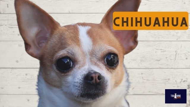 What breed is similar to a Jack Russell?Chihuahua