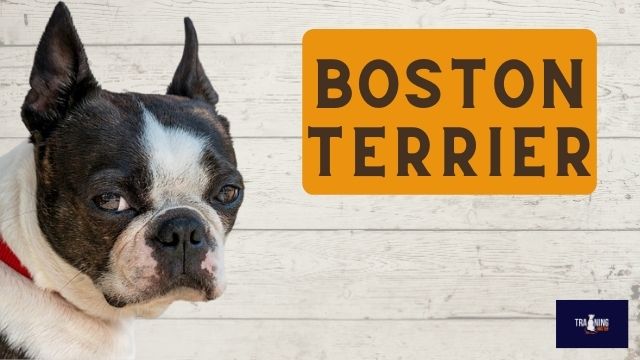What breed is similar to a Jack Russell? Boston Terrier