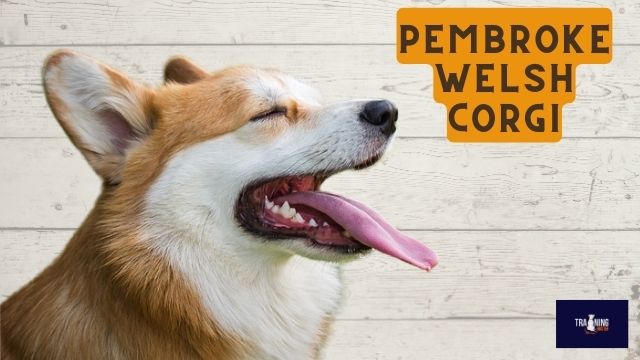 What breed is similar to a Jack Russell? Pembroke Welsh Corgi