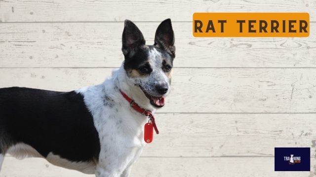 What breed is similar to a Jack Russell? Rat Terrier