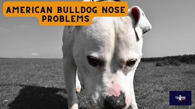 American bulldog nose problems