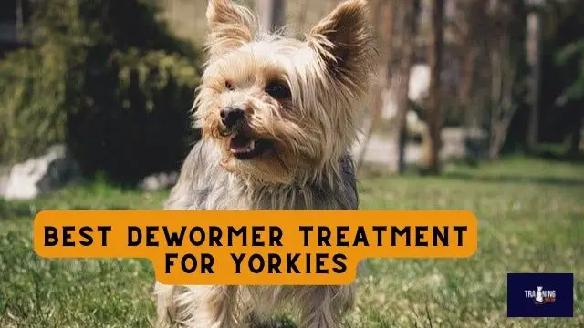 Best Dewormer Treatment for Yorkies