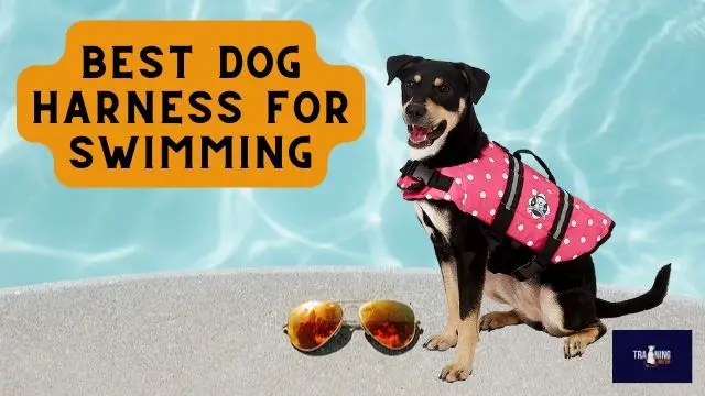 Best Dog Harness for Swimming