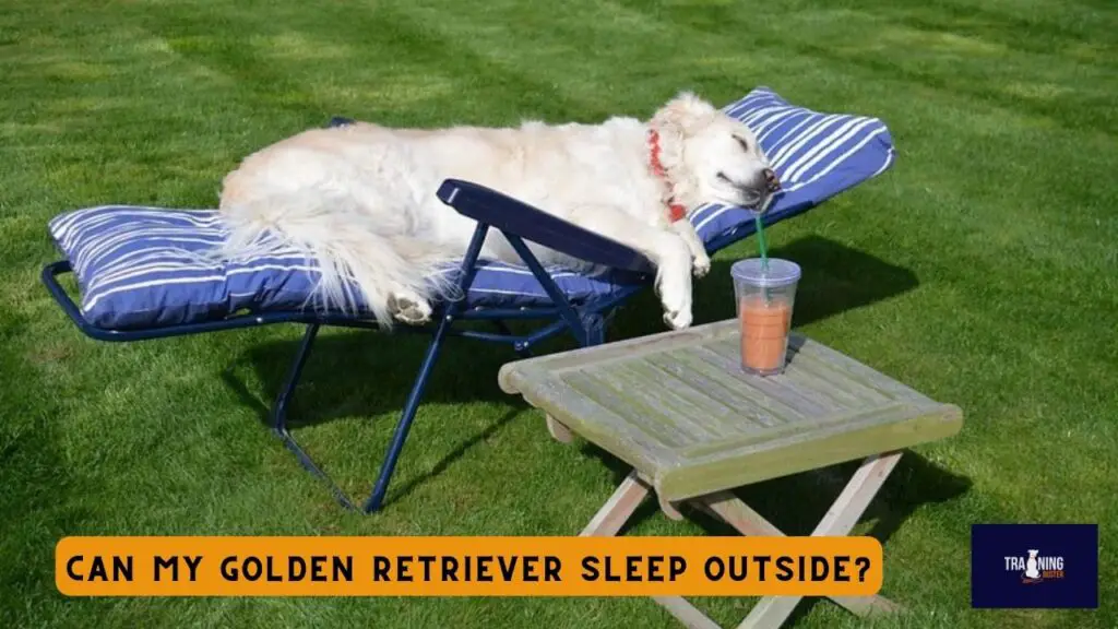 Can my Golden Retriever sleep outside?