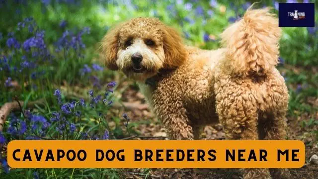 Cavapoo dog breeders near me