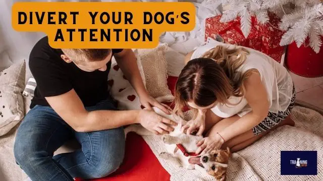Divert your dog’s attention