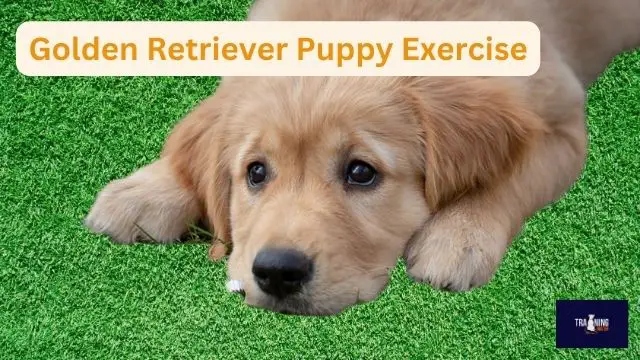 how long should i walk my golden retriever puppy