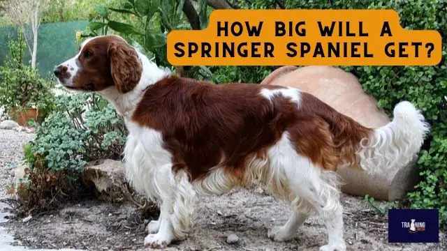 How big will a Springer Spaniel get?