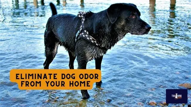 How to Eliminate Dog Odor From Your Home