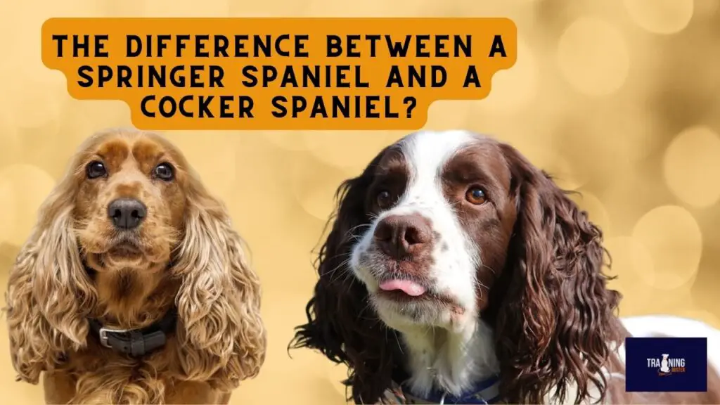 The difference between a Springer Spaniel and a Cocker Spaniel?