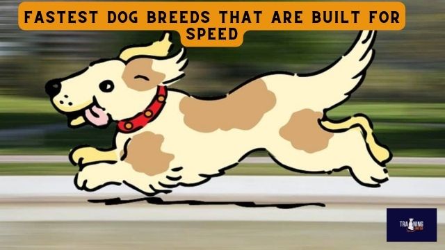 fastest dog breeds that are built for speed