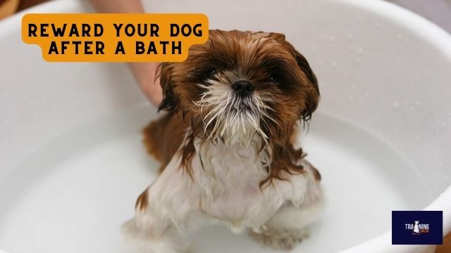 reward your dog after a bath